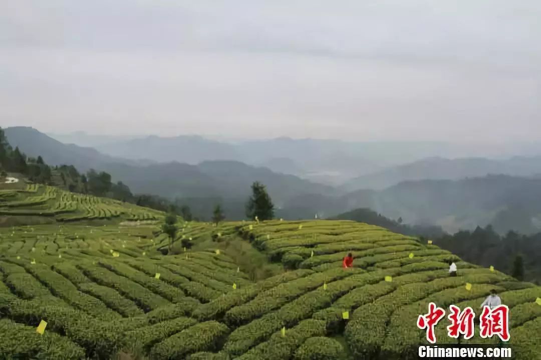 贵州古茶树蕴藏量大且分类多样 资料图:贵阳市花溪区久安乡古茶园的"