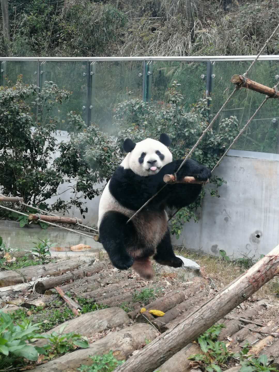 追光者丨每天和"国宝"大熊猫待在一起是什么感觉?