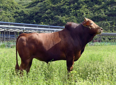 关岭坐落于云贵高原 雨量充沛,日照充足 牧草茂盛,种类繁多 关岭牛就