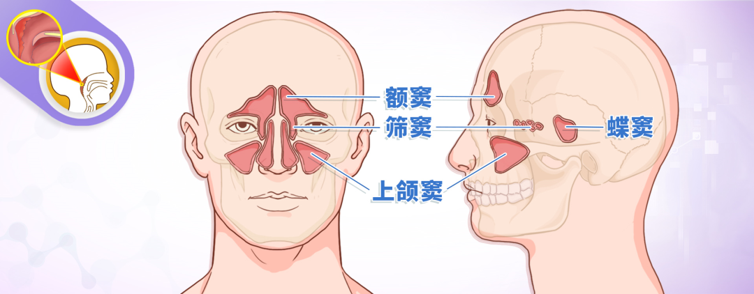 动静健康 | 打呼噜,听力下降,鼻窦炎……警惕腺样体肥大!