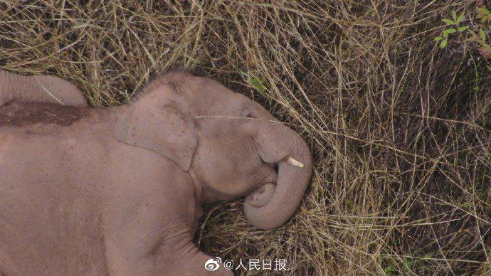 云南野象群暂停迁徙,小象挤在大象中间睡觉