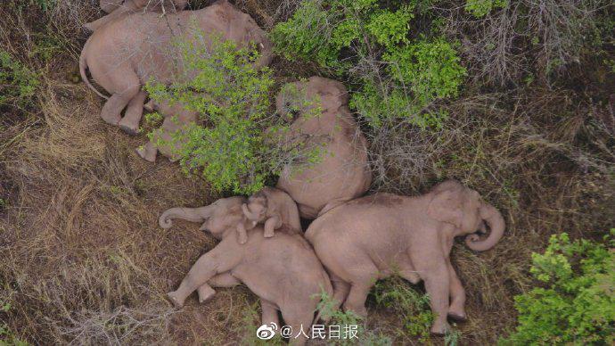 云南野象群暂停迁徙,小象挤在大象中间睡觉