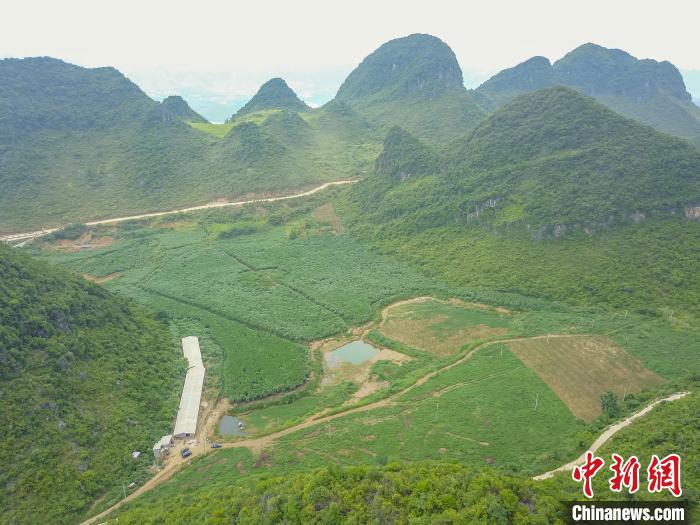 在广西百色市平果市果化镇布荣村的土地上种植了大片牧草.