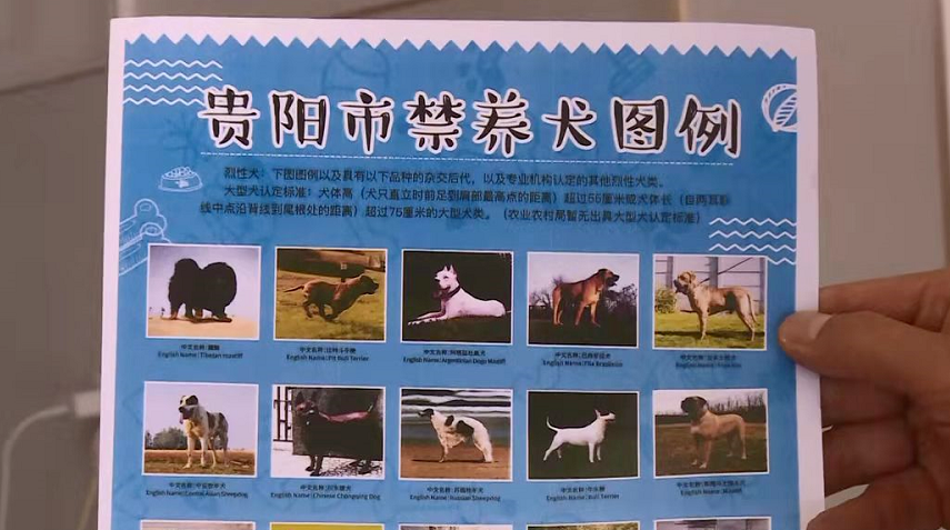 贵阳养犬必须上牌,办理犬牌免费且流程简便