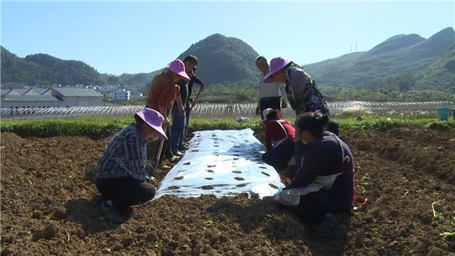 贞丰龙场:做好坝区蔬菜产业文章 助推农业产业结构调整