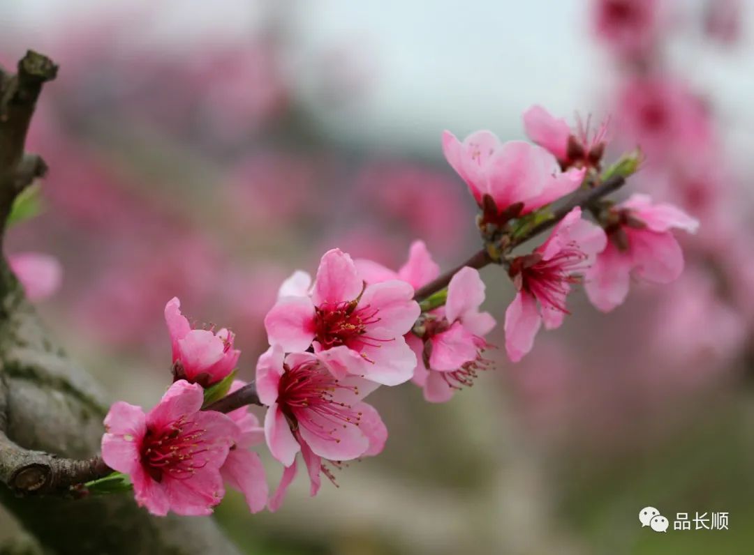 貴州長順桃花已盛開今年流行雲賞花