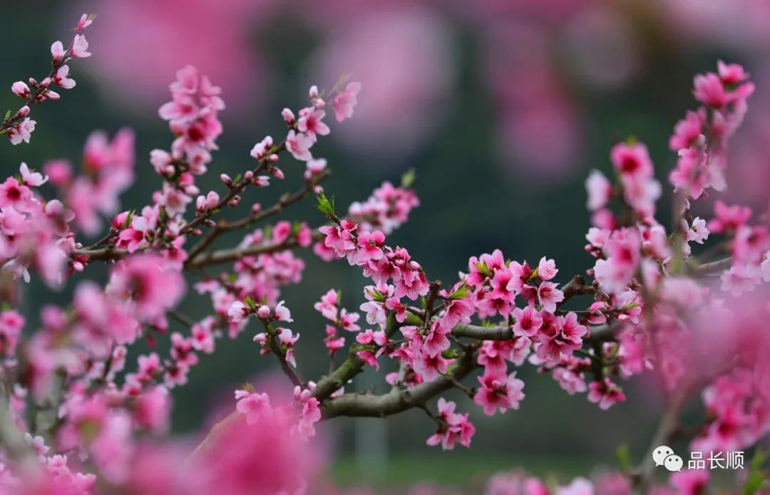 貴州長順桃花已盛開今年流行雲賞花