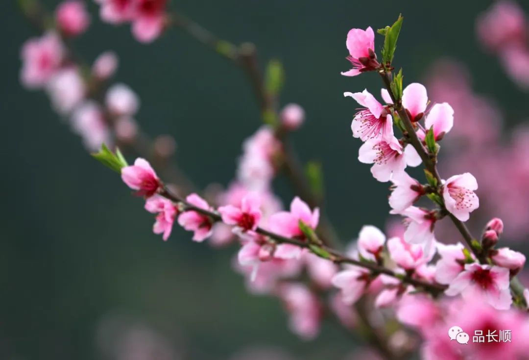 貴州長順桃花已盛開今年流行雲賞花