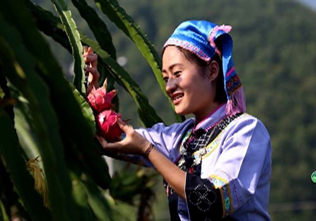 摘菜调龚爽图片