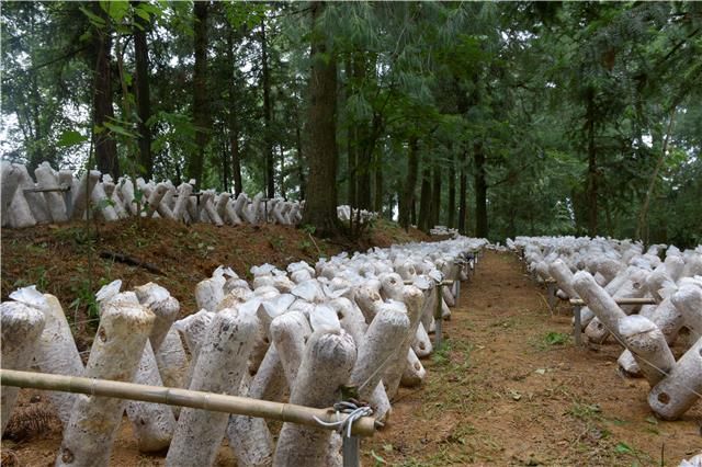 大堰村食用菌种植基地里菌棒整齐排列