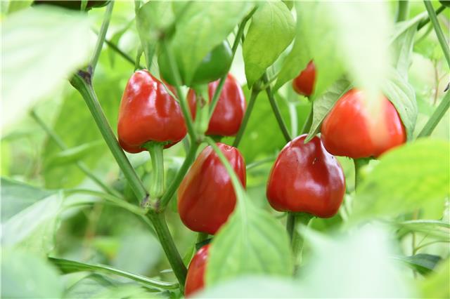正值辣椒采摘季节,在百里杜鹃大水乡大石村的辣椒基地里,红彤彤的草莓