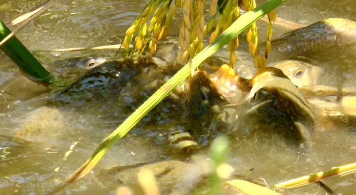 吃货福利剑河300万斤稻花鲤鱼出产了