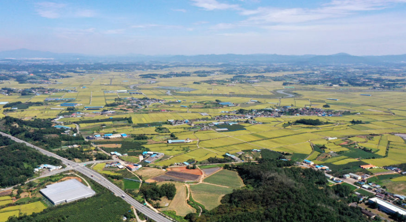 韩国秋意渐浓 金色稻田美如画卷