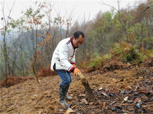 动静视频大雪仡山上的挖蕨人
