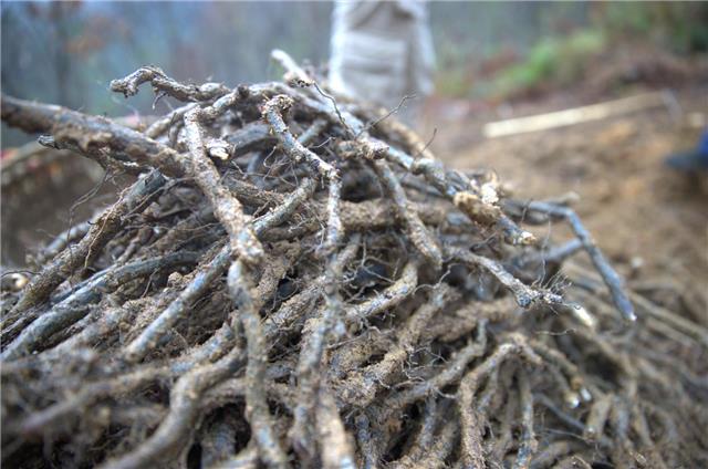 蕨根从山上挖回来之后先用清水洗干净再用木槌捶碎然后放入桶里加清水