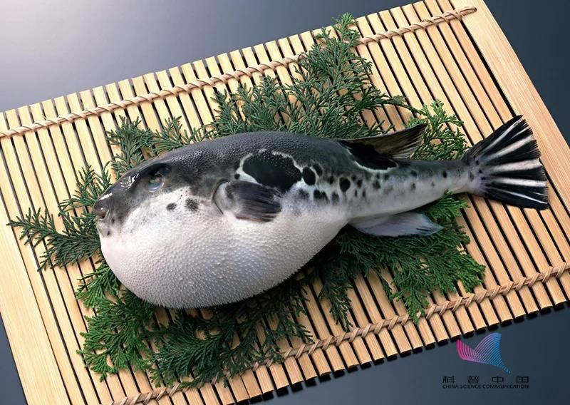 河豚,也叫河鲀,气泡鱼,有暗纹东方鲀,红鳍东方鲀