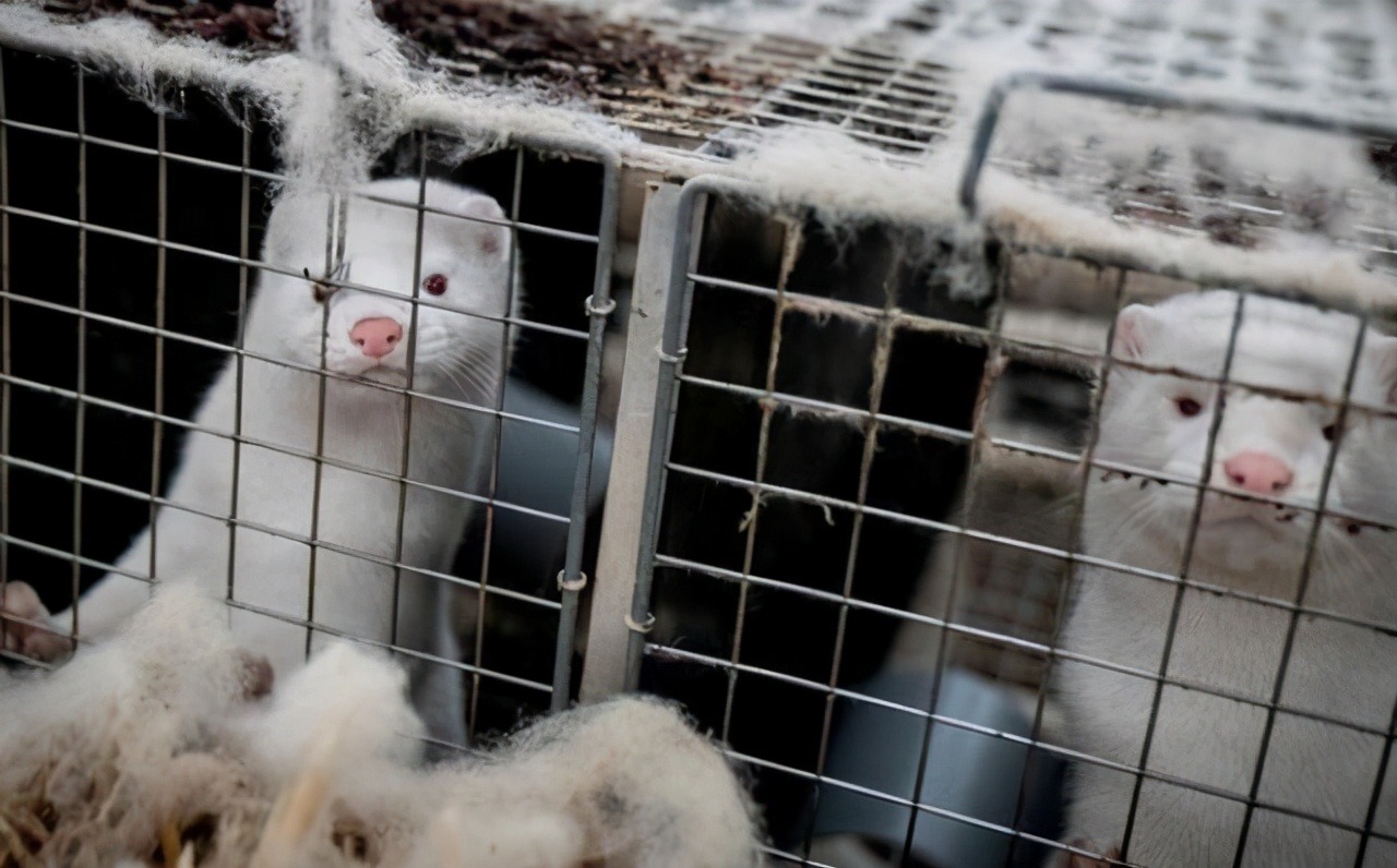 美国农业部确认美国首例感染新冠病毒野生动物:水貂