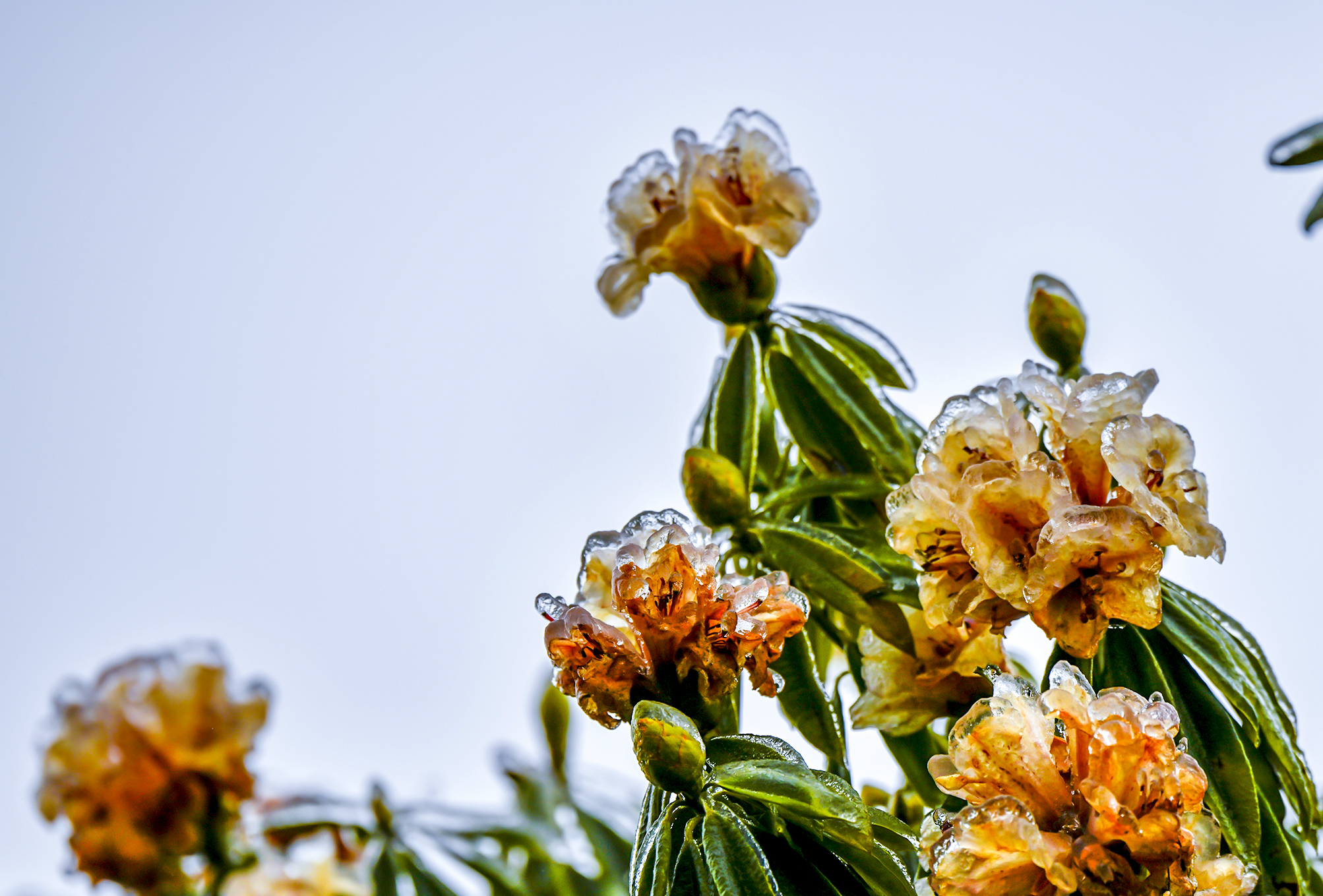 百里杜鹃:杜鹃花身披"冰衣"娇艳绽放