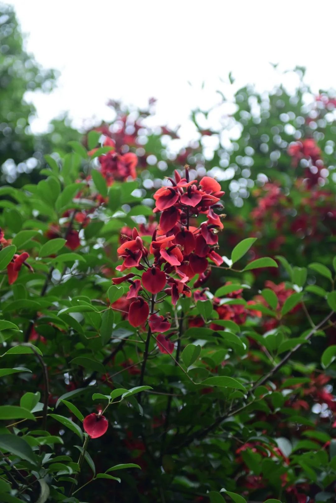 辛弃疾《满江红·暮春》里是"刺桐"还是"拆桐"?