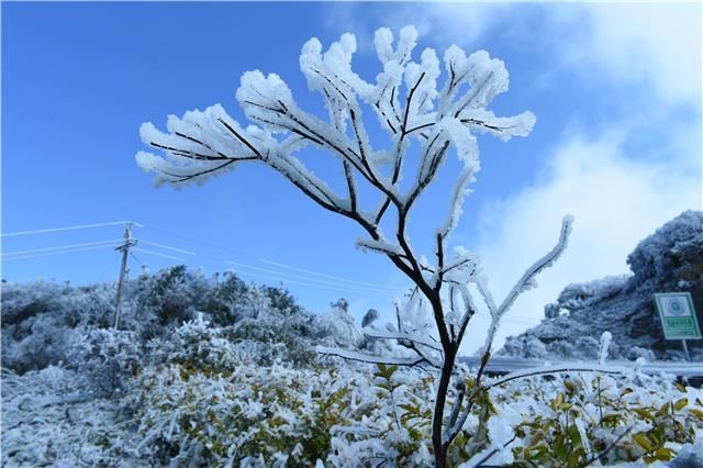 百里杜鹃冬天图片图片