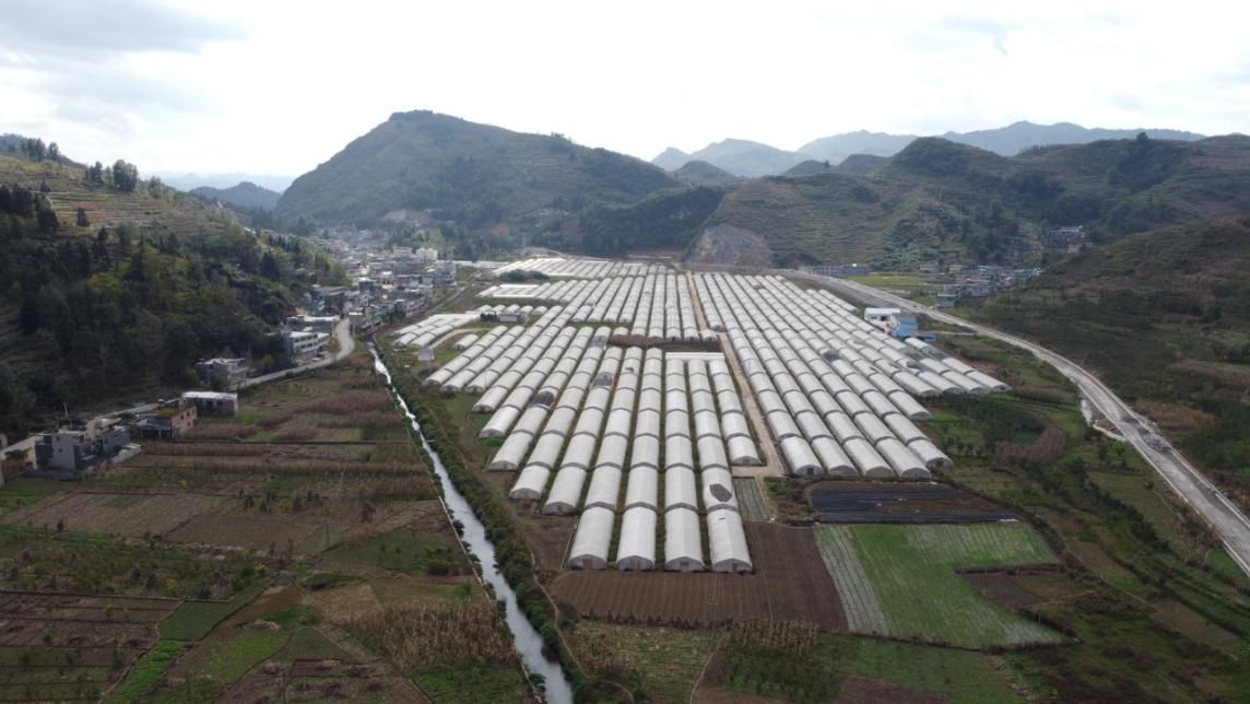 吉肖 摄田坝镇苏嘎社区因村制宜,精准施策,对接毕节监狱打通销路,茨朗