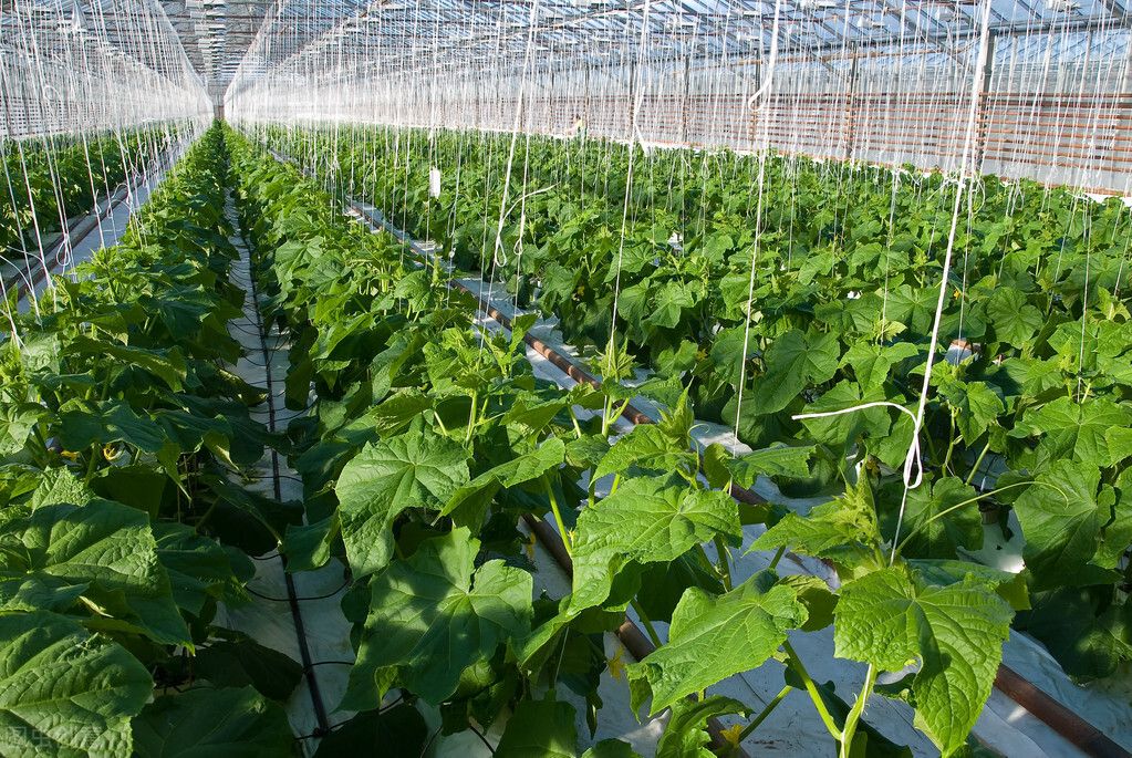 农业农村部:加快构建绿色种植制度