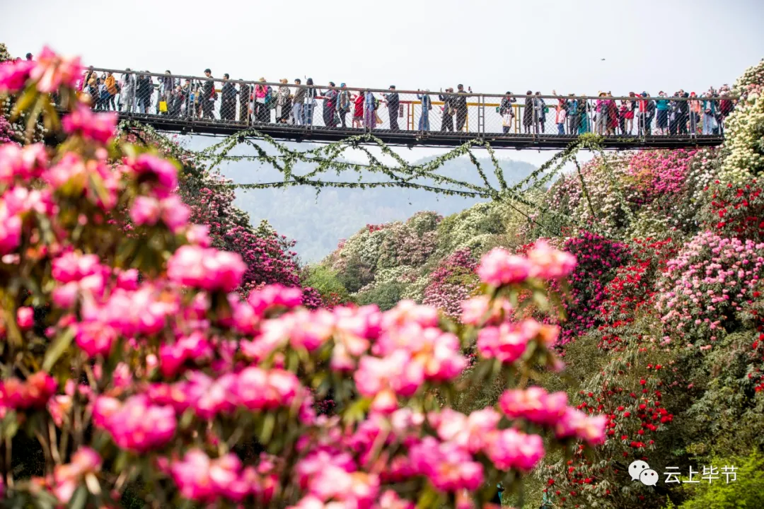 壮观百里杜鹃祭花神多图来袭