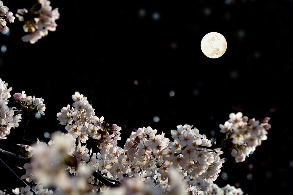 月亮鲜花图片大全图片