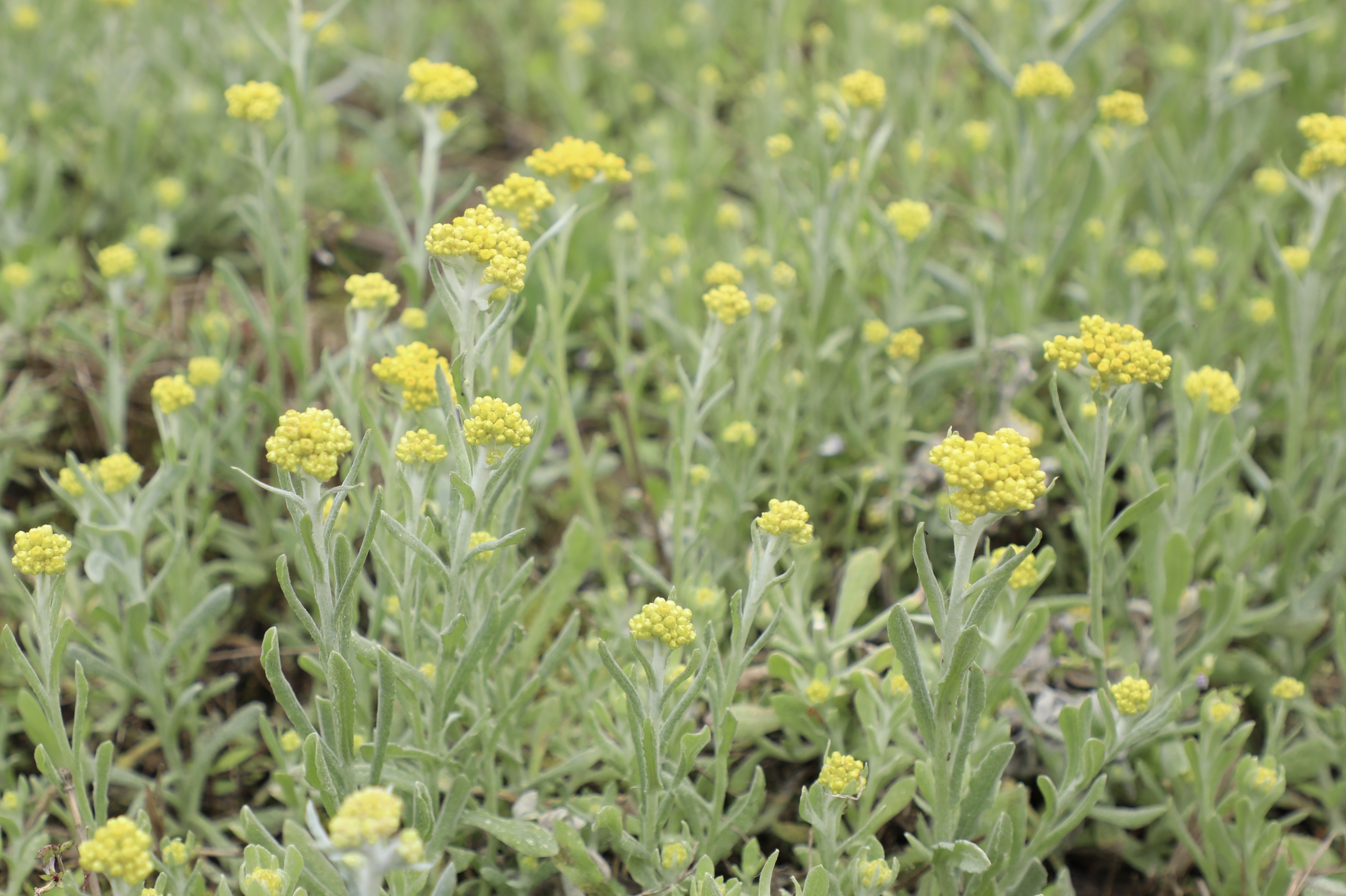 长顺清明时节清明粑香传统小吃忆乡愁