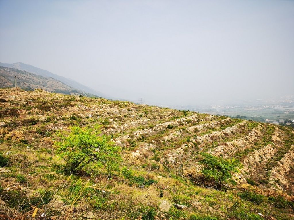 一棵棵果樹含綠吐翠,鋪滿了山坡,和幾年前亂石遍佈的荒山禿嶺形成鮮明