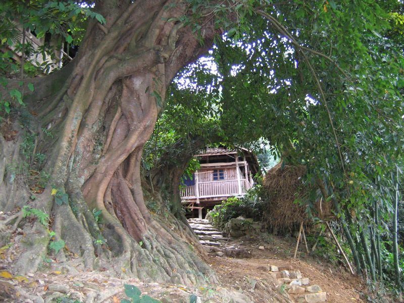 这些参天古榕盘根错节,奇崛虬动,千姿百态,将寨子包裹得严严实实.