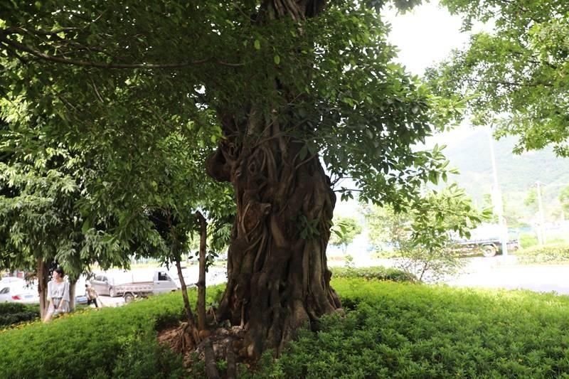 黄葛树?原来指的都是这个闻名遐迩的地方!