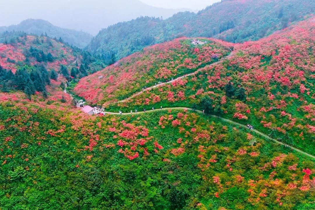 龙泉山好花正红!跟随记者去丹寨当个"花痴"