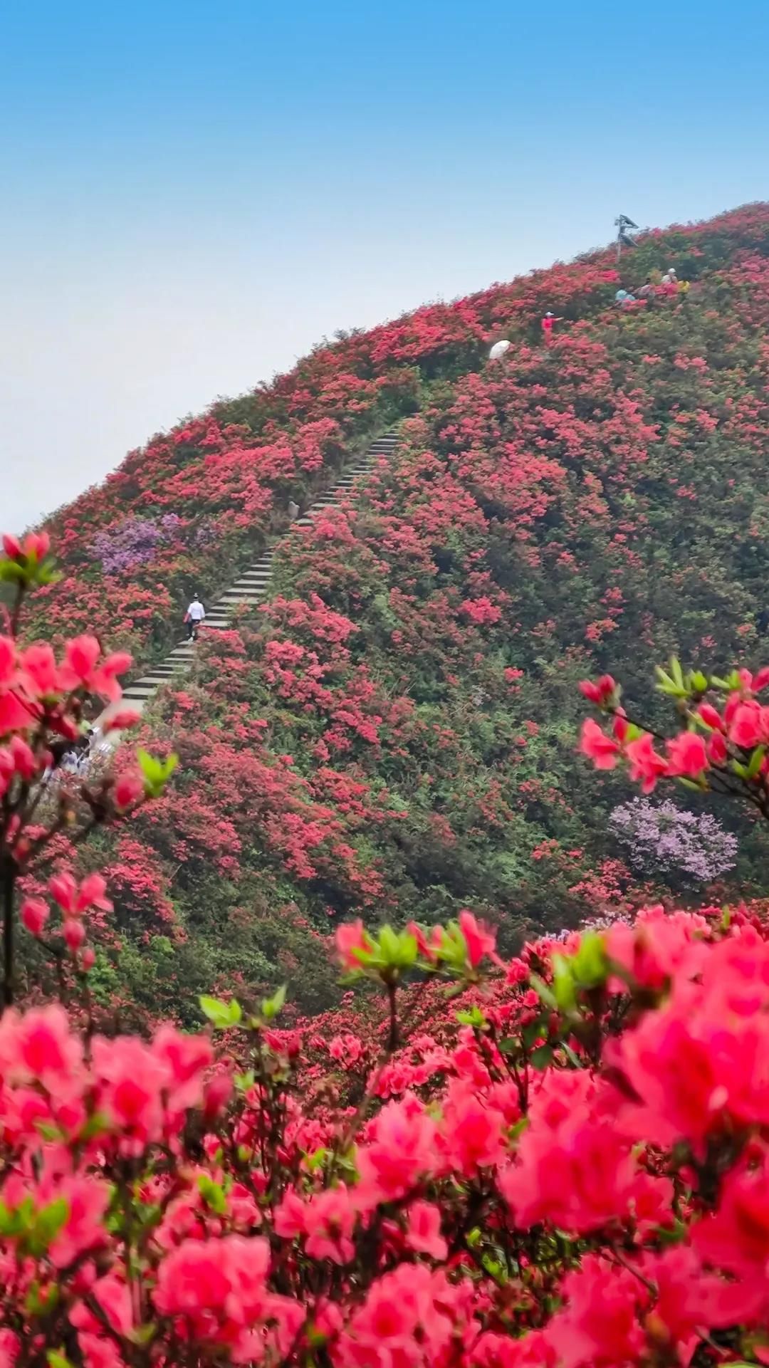 龙泉山好花正红!跟随记者去丹寨当个"花痴"