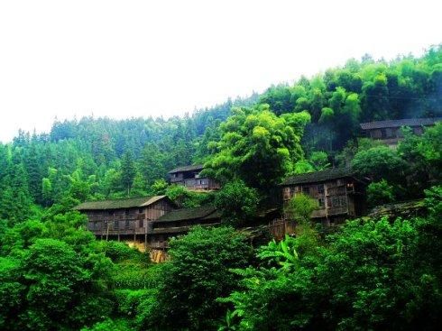 走进三门塘,村旁到处是保护得极好的古树,其中有银杏,水杉,榉木,香樟