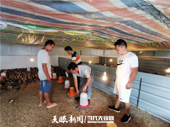 文正常(左三)给养殖户检查鸡苗饲料
