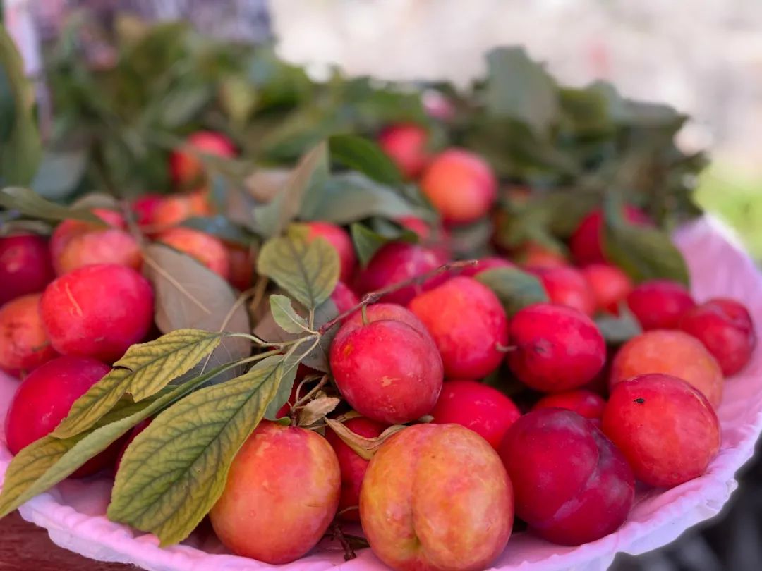 "在这里读懂初心使命 网络媒体革命老区行"——印江 石头窝里的幸福果