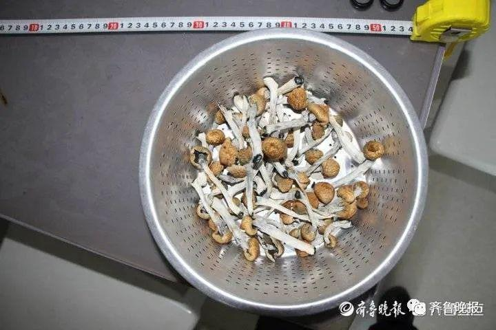 致幻毒蘑菇伪装成"巧克力!大批年轻人被骗