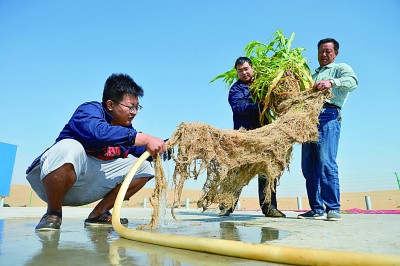 科研队员正在清洗并查看刚刚从试验地里挖出的植物根系