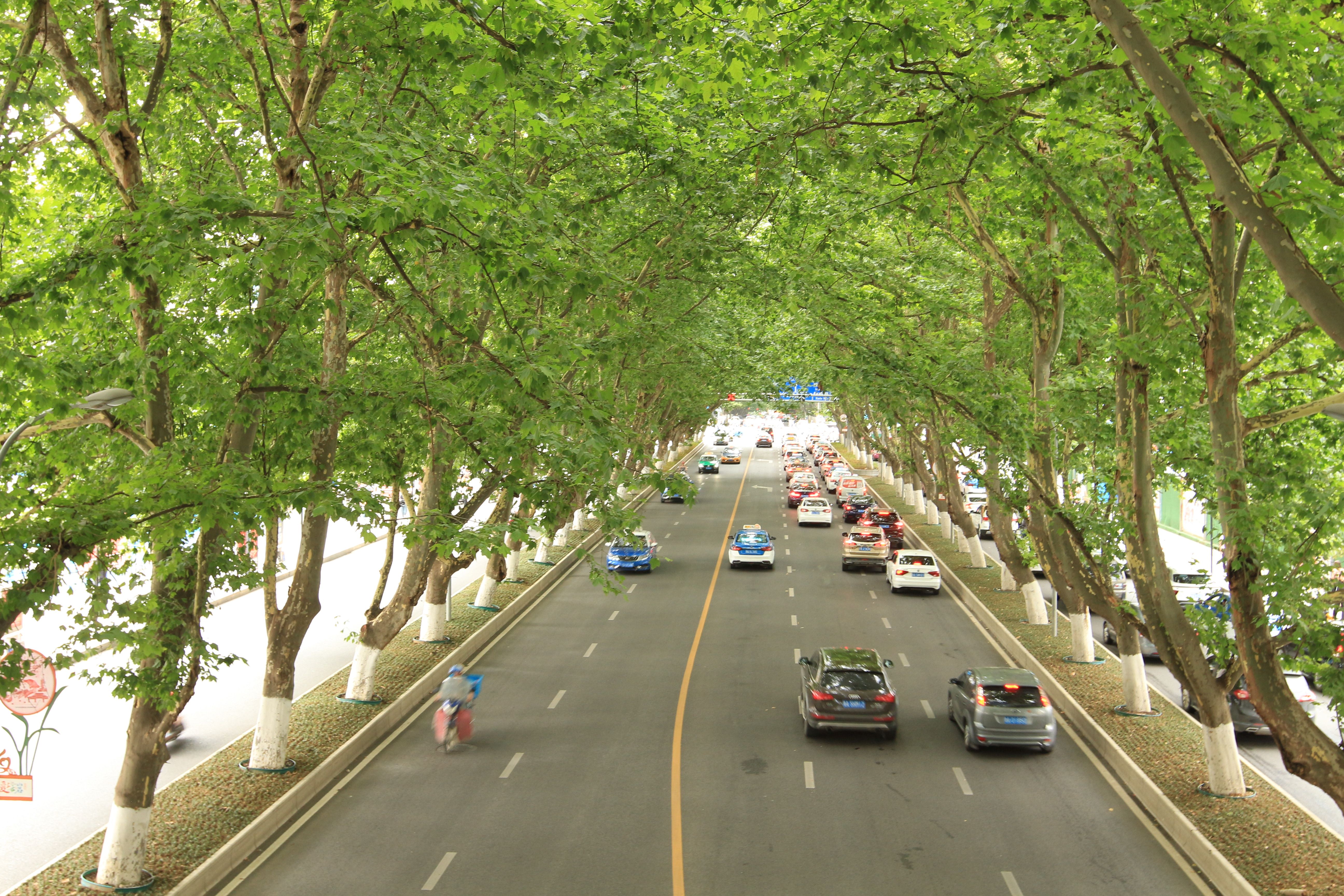 搭一辆公交看林城美景丨宝山南路