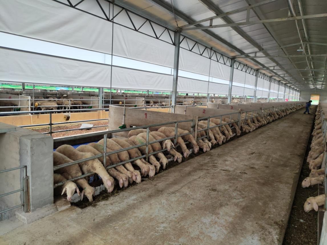 现代化养殖场全自动羊图片