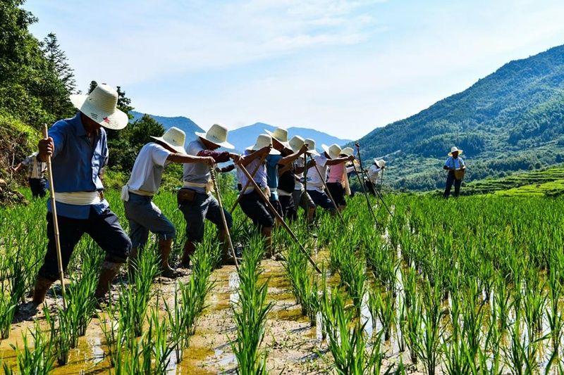 江西修水梯田响起催工鼓客家耘禾干劲足