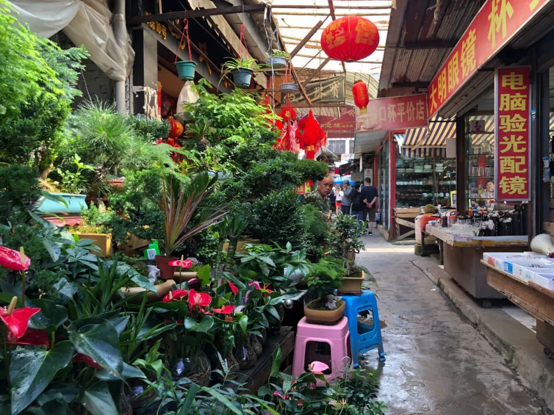 再见!贵阳阳明花鸟市场!