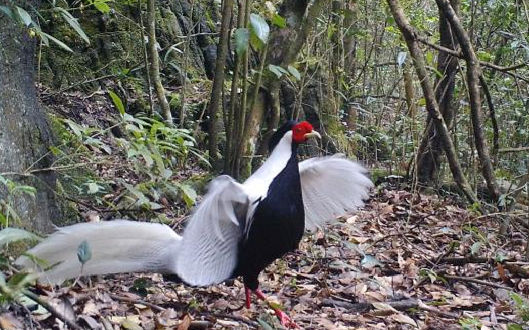 贵州茂兰:密林深处已发现约1000只"林中仙"