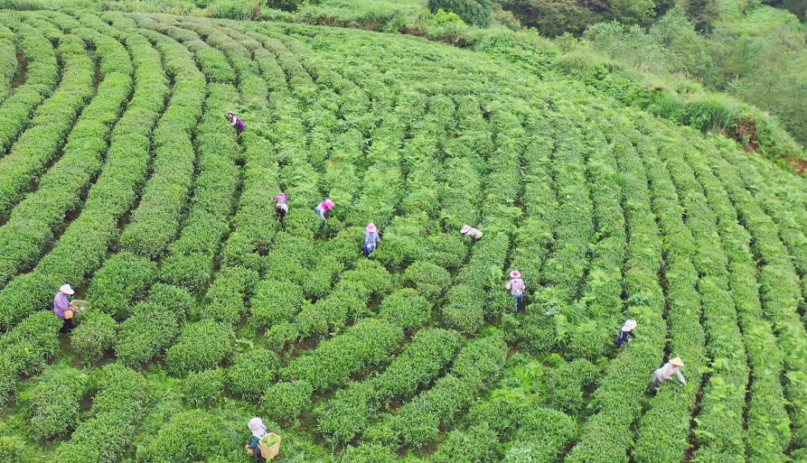 走进位于紫云县坝羊镇平塘村的生源茶叶种植基地里,漫山遍野的茶树吐