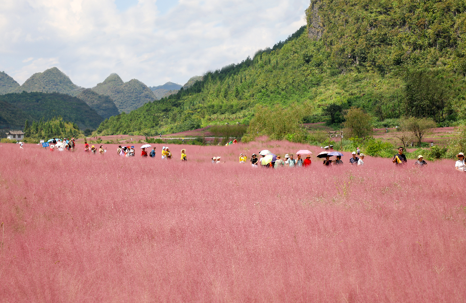 长顺十里花海图片