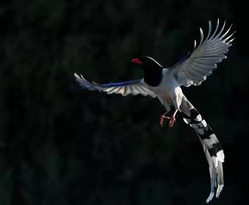 救助"小漂亮",专家:这是只不太黑的"鸦科大佬"