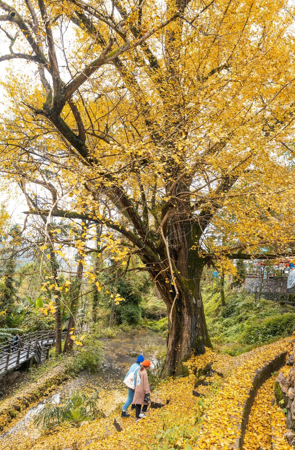 美图暴击黄连村千年古银树到底有多美