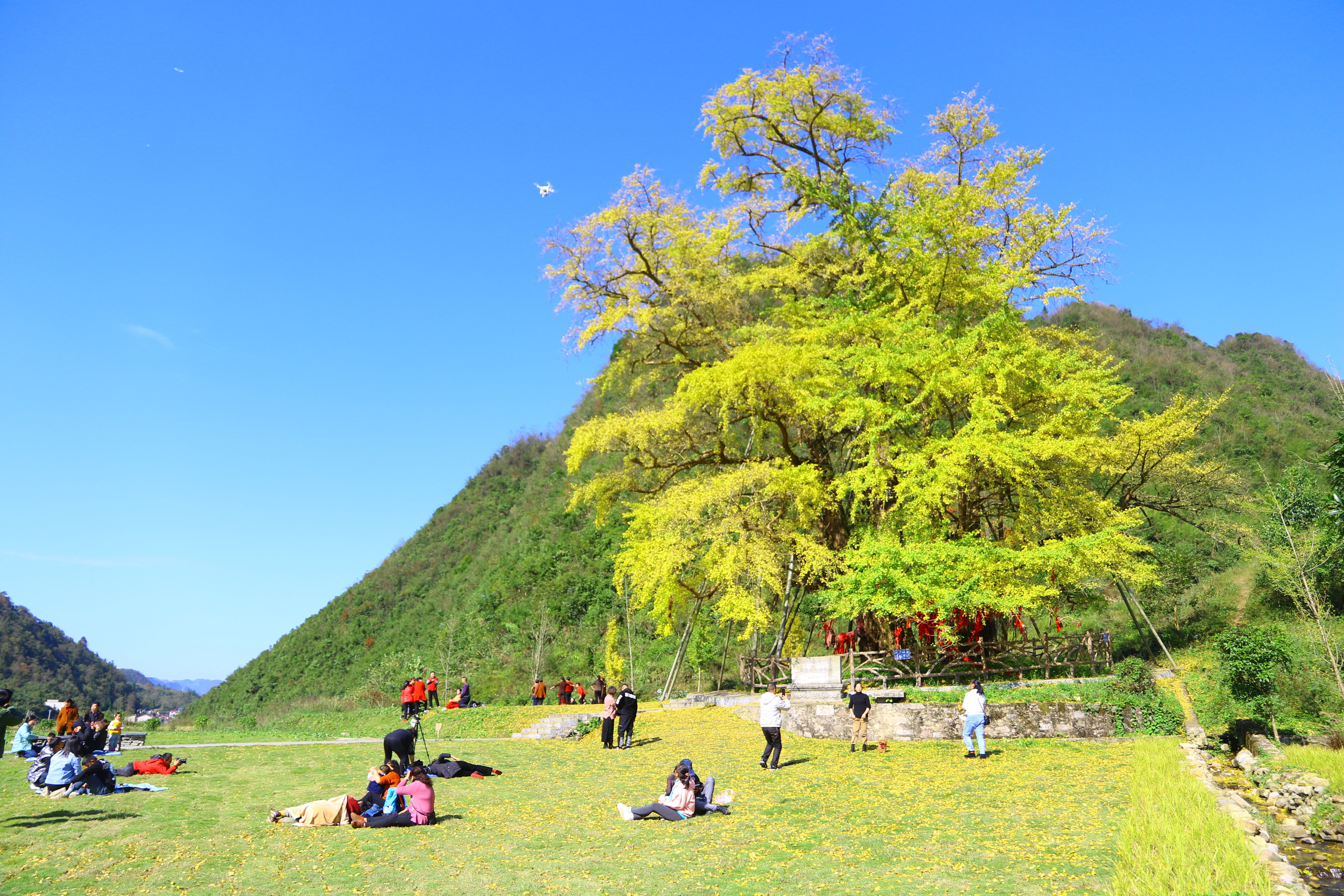 福泉千年古银杏披上迷人的金色盛装