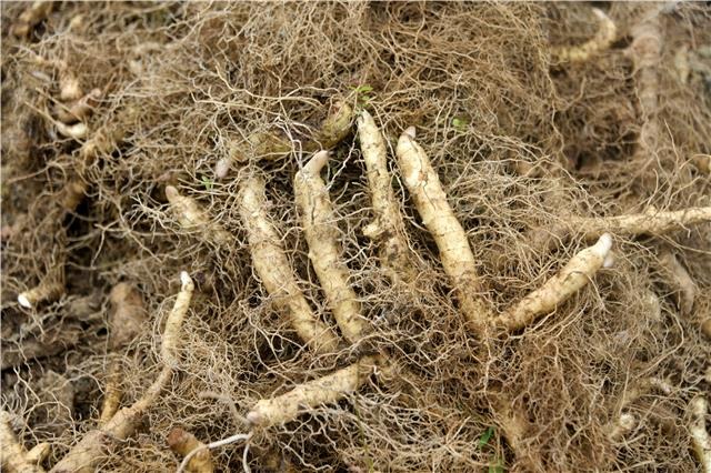 百里杜鹃金坡乡:金钱松下种玉竹 群众务工增收入